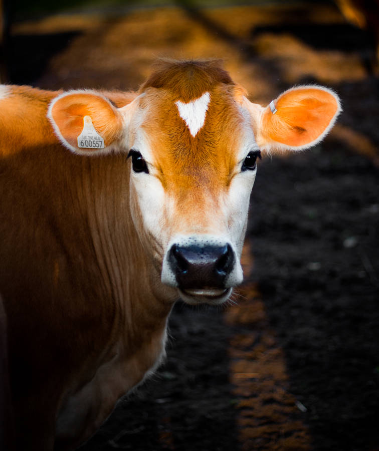 Black And White Calf