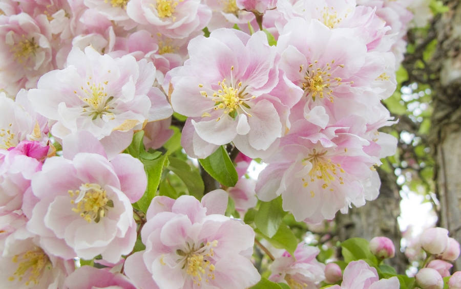 Florde maçã rosa Betchel's Crabapple