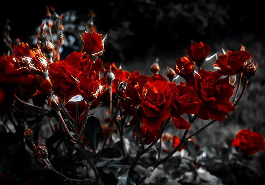 Burgundy Background