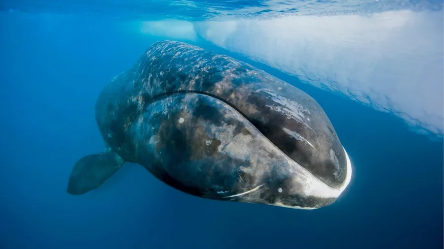 Bowhead Whale Underwater