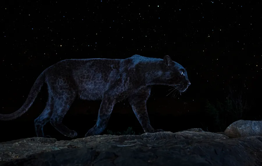 Black Leopard