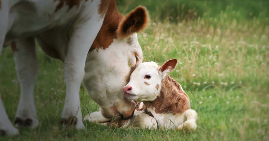 Mutterkuh mit Kalb im Gras