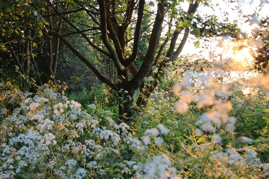 Enchanted Forest Sunset
