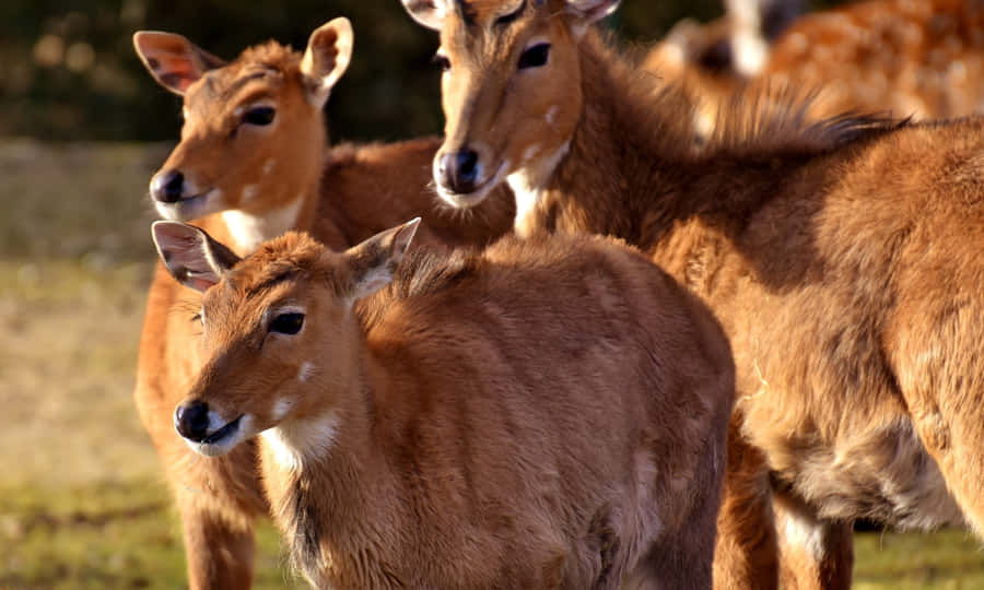 Herd av Blackbucks i Naturlig Livsmiljö.jpg