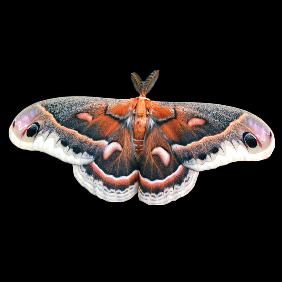 Falena Cecropia con Ali Aperte