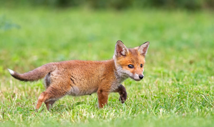 Tiny fox cub enjoying a walk alone on green grass wallpaper.