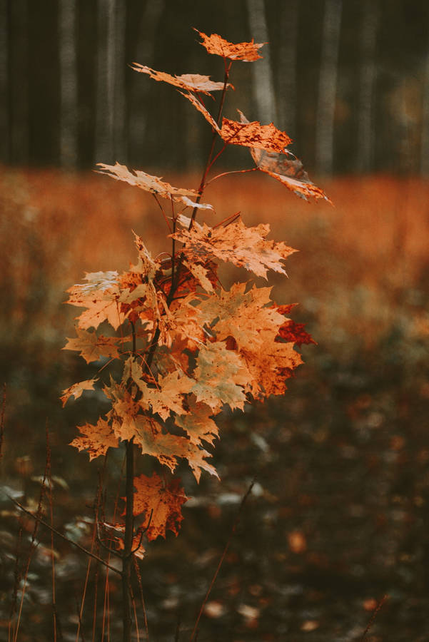 Download Tiny Tree Maples Leaves Wallpaper | Wallpapers.com