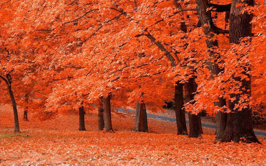 Herbstfarben1920 x 1200 Hintergrundbild