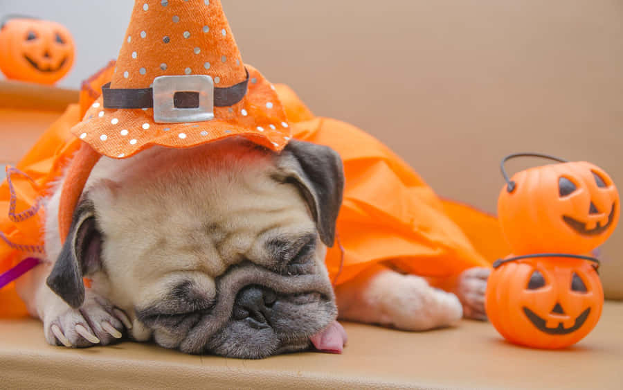 Preppy Halloween Pug Kostüm