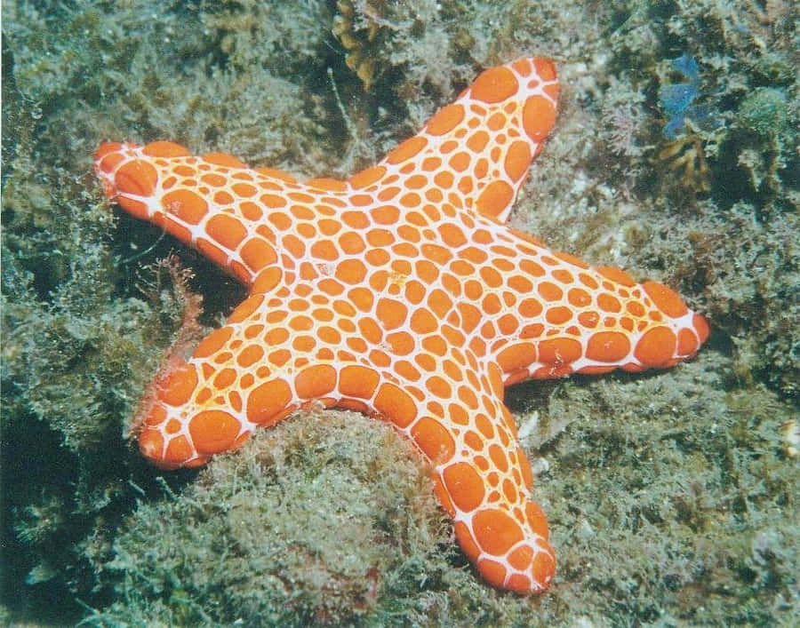 Vibrante orangefarbene Seestern auf dem Meeresboden