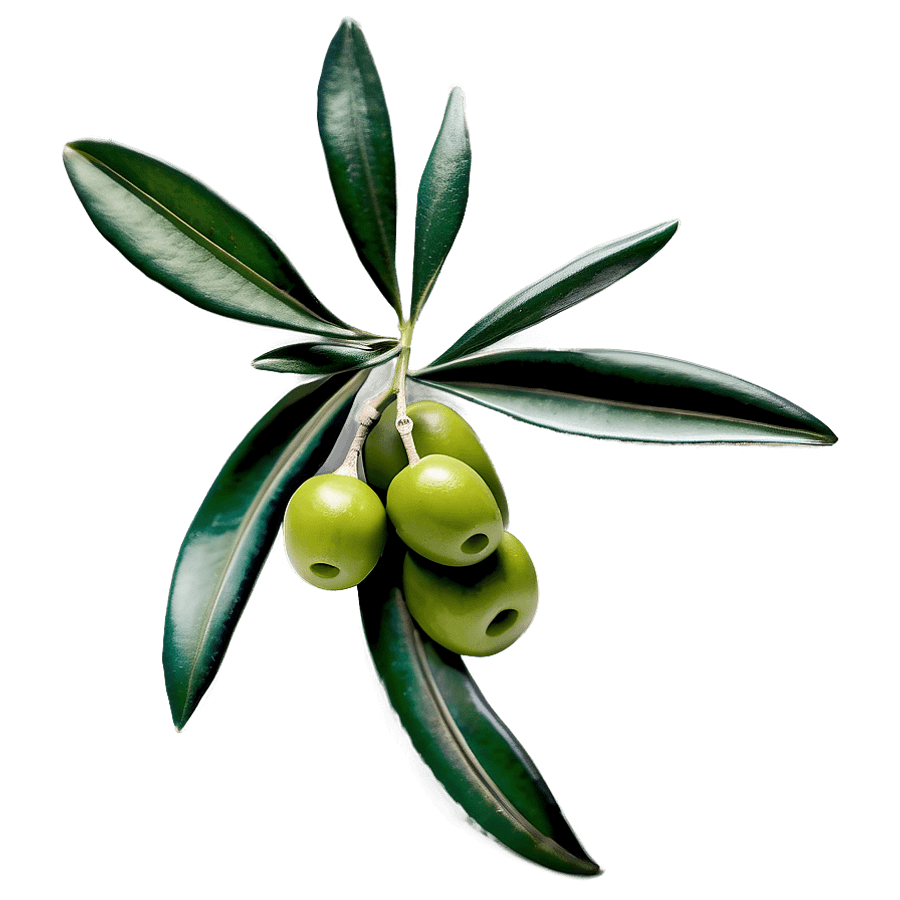 Olive Branch Tattoo PNG qga93