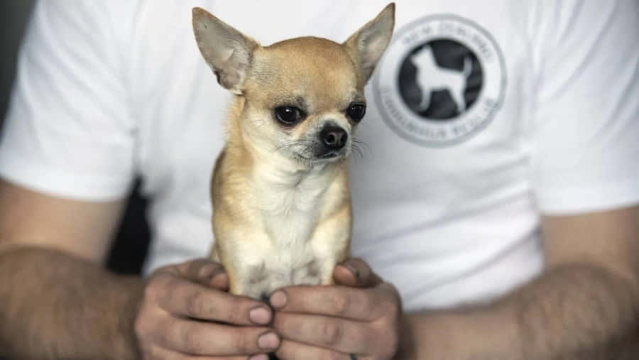 SødeTeacup Chihuahua