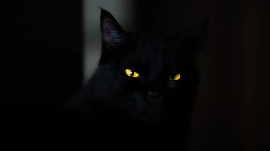 Dark Animals