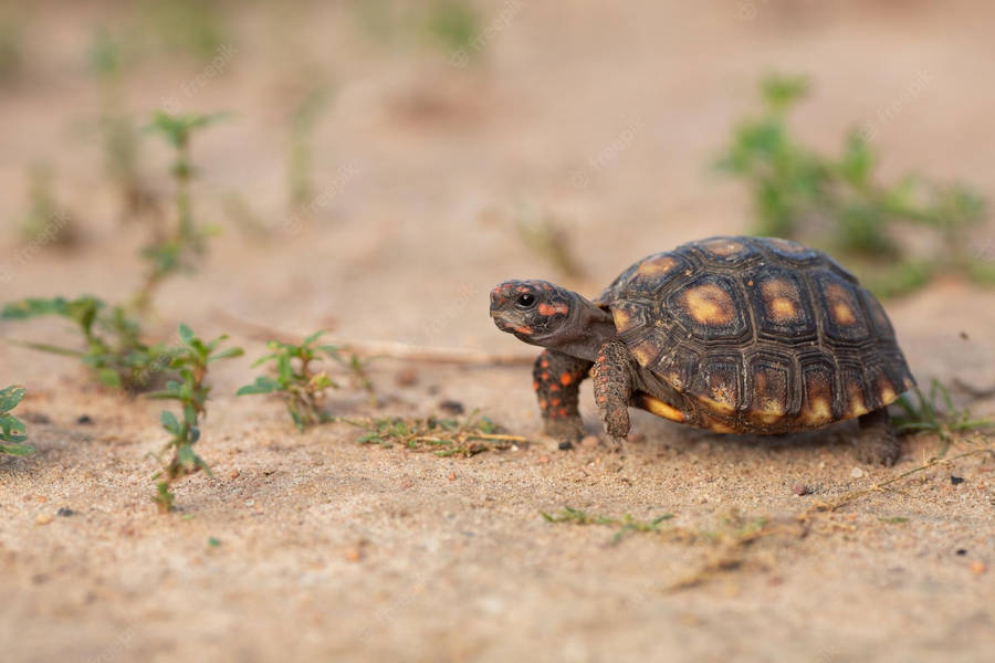 Download Tortoise In The Sand Wallpaper 