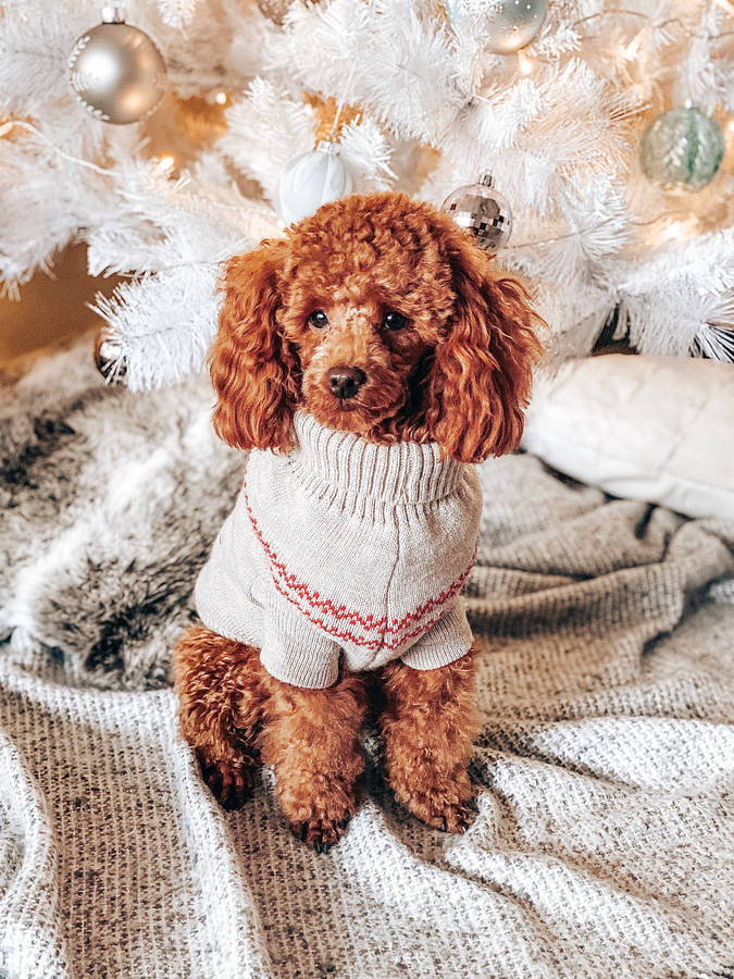 Toy poodle knit sweater wallpaper