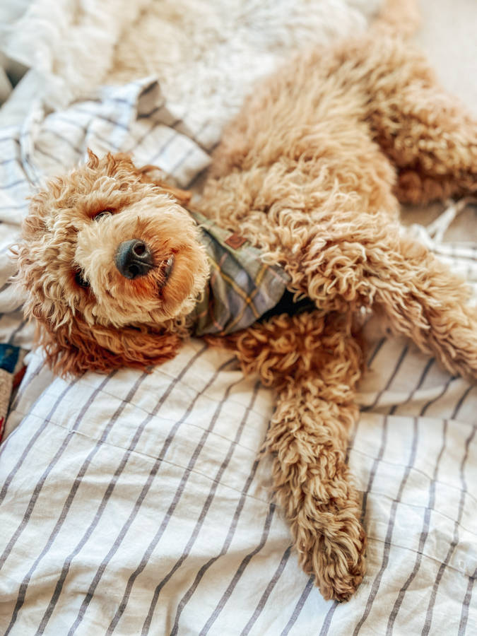 Toy poodle lying down wallpaper