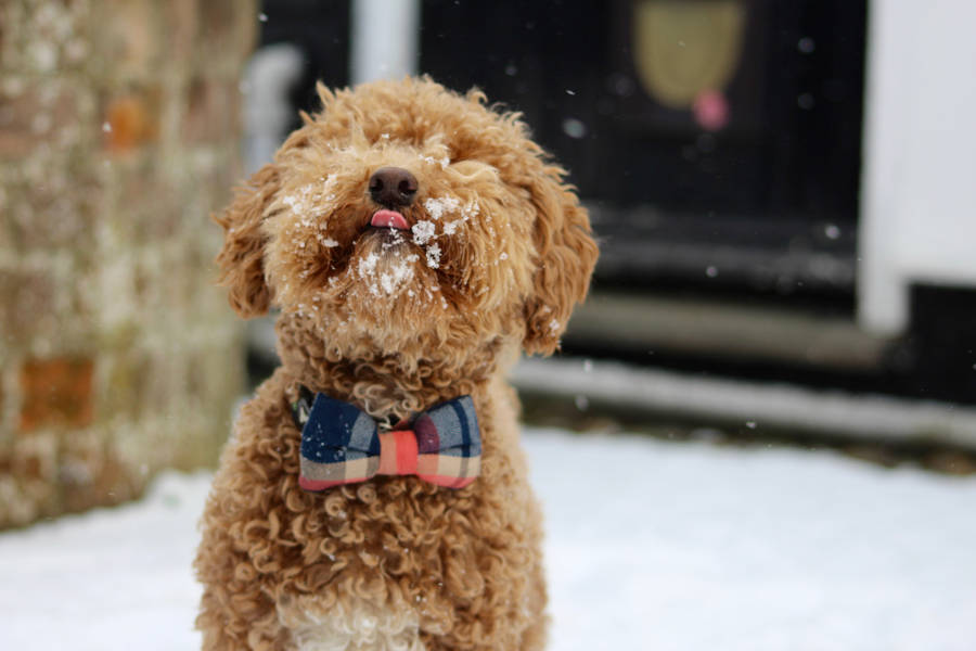Toy poodle puppy licking snow wallpaper