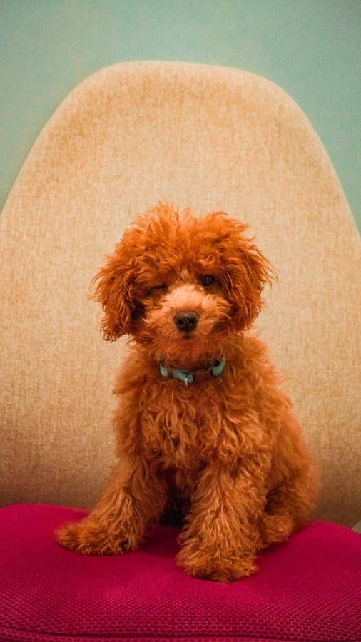 Toy poodle winky face wallpaper