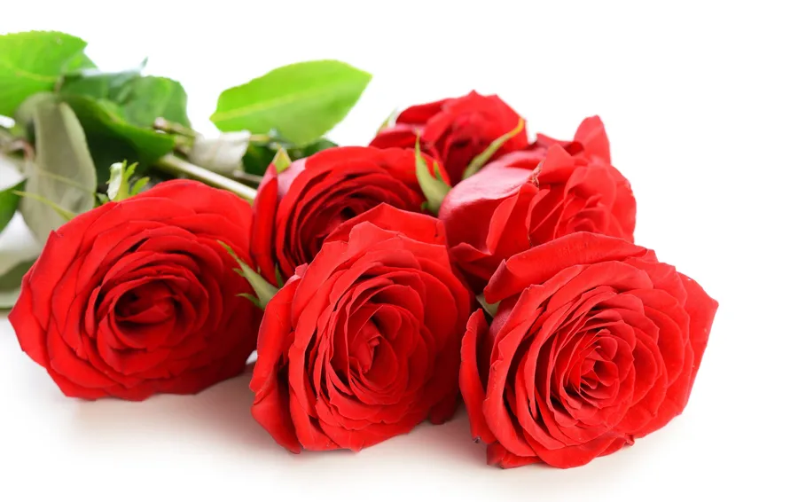 Hd Rose