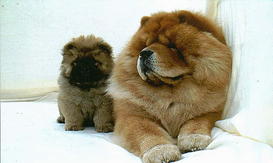Encharmerende Chow Chow-hund
