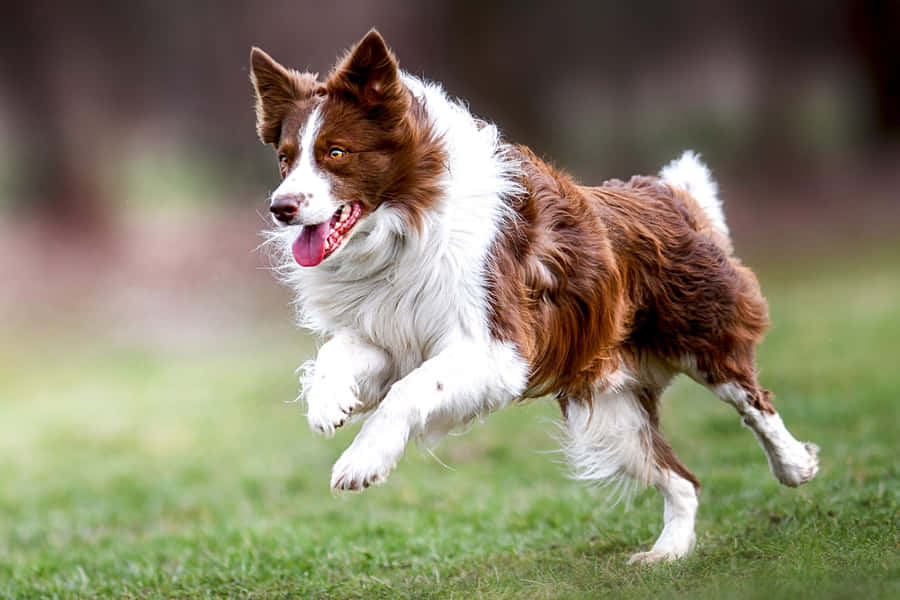 RotesBorder Collie Hundesprung Bild