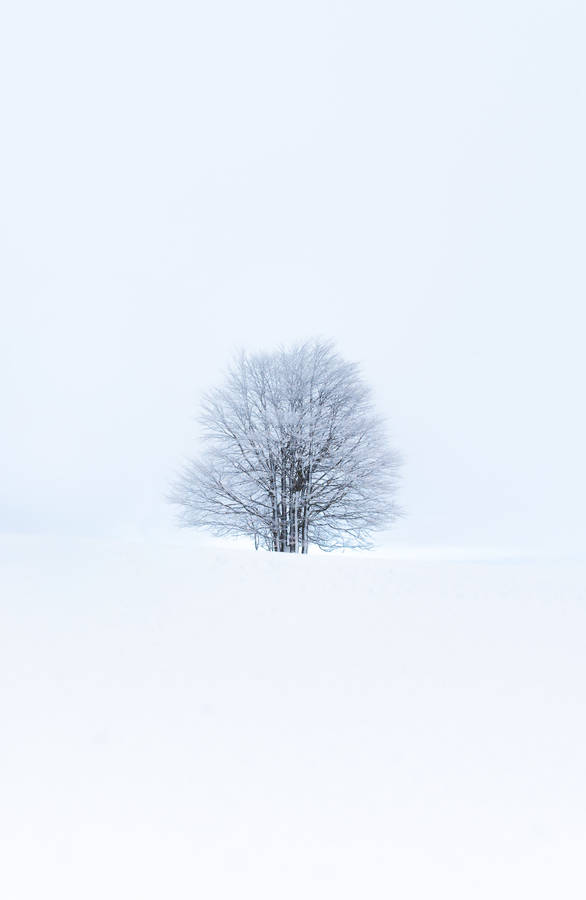 minimalist style winter