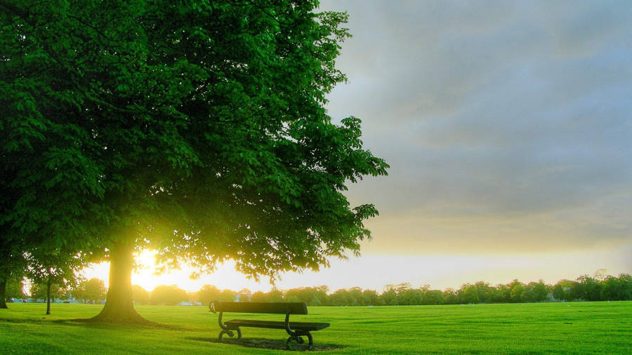 Park bench under tall tree on grass field wallpaper