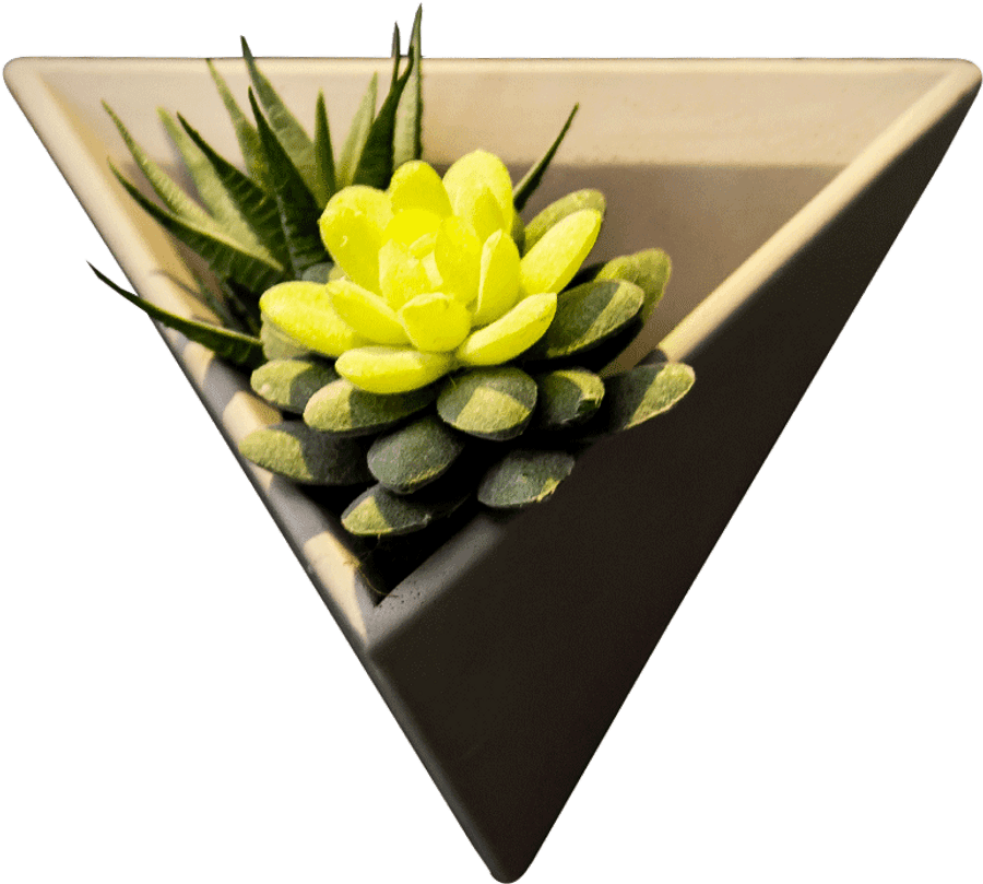Triangular Planter With Succulent PNG — A vibrant yellow succulent blooms in a sleek beige triangular planter against a stark black background.