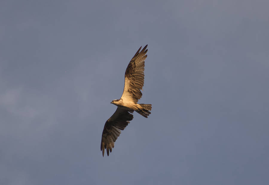 Download Trinidad And Tobago Osprey Wallpaper | Wallpapers.com