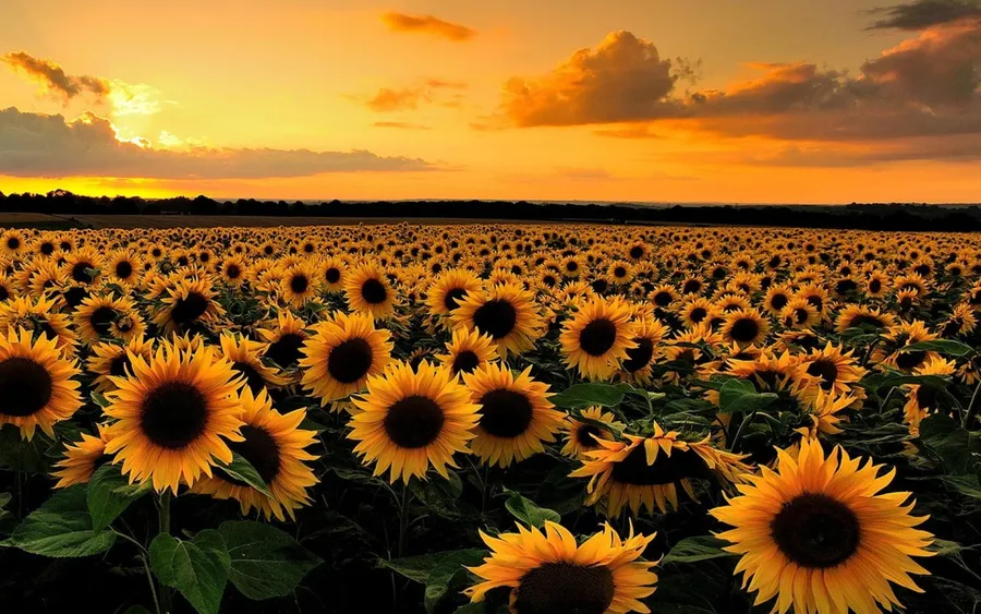 Sunflower Desktop