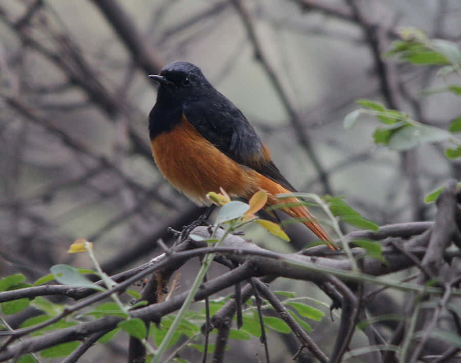 Redstart Nero e Arancione Appollaiato