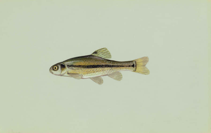 Fathead Minnow Illustration