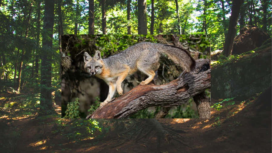 Graufuchs im Waldlebensraum.jpg