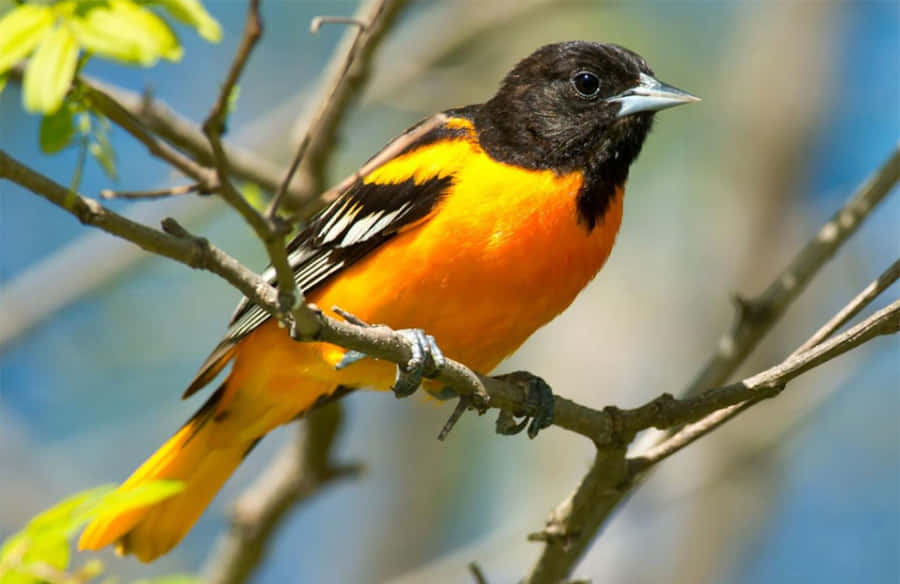AveBaltimore Oriole Parecendo Feroz Fotografia de Animal
