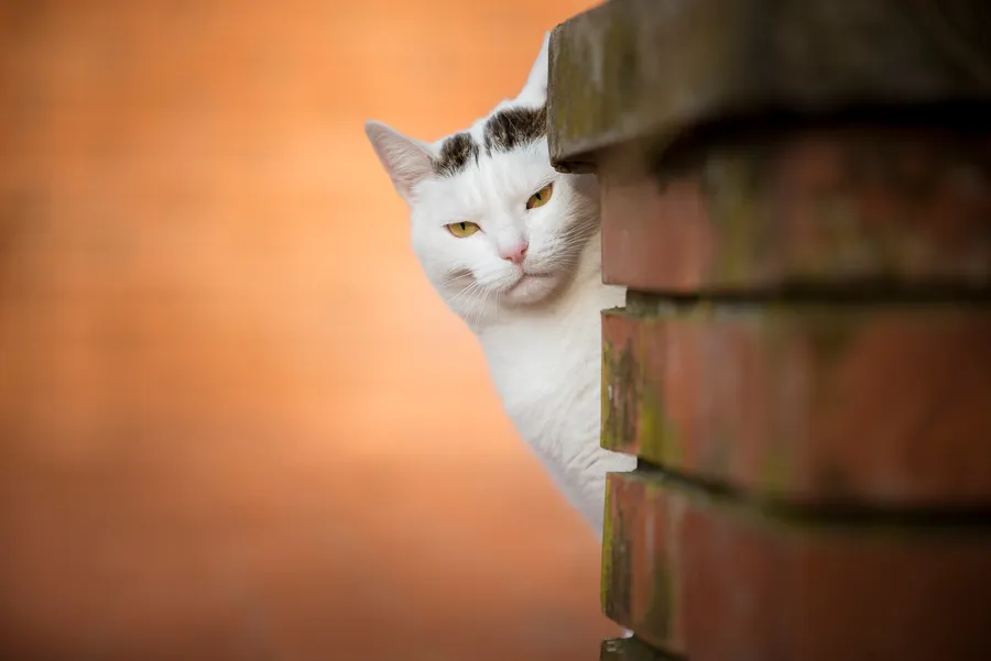 Grumpy Cat pictures