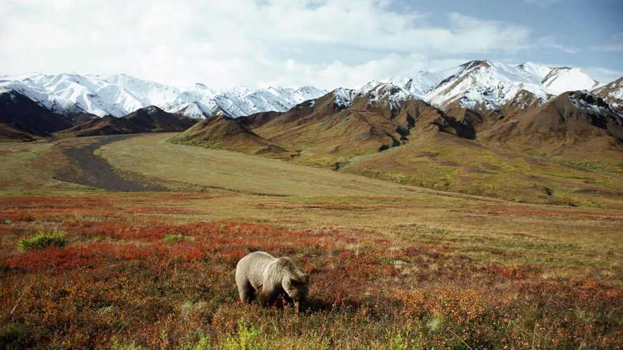 Denali With Bear