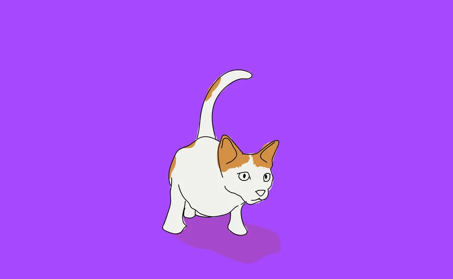 Cat Tail Pictures