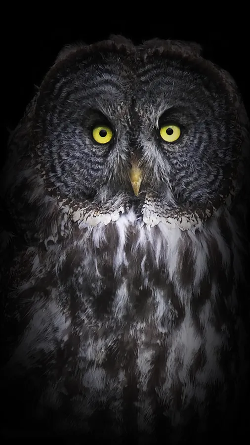 Owl Phone