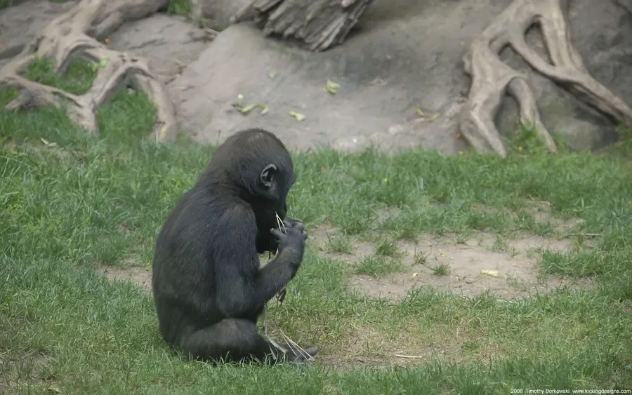 Cute Gorilla