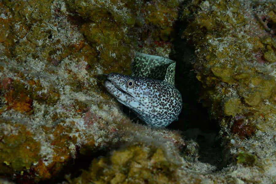 Prickig Moray Eel Kikar Ut Från Klipp Spricka.jpg