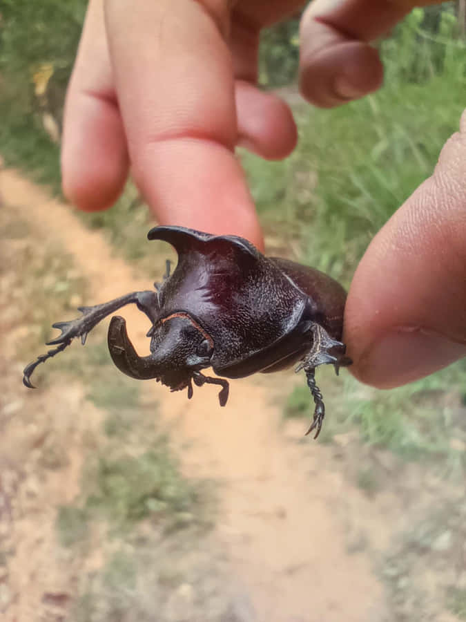 Scarabeo Rinoceronte Tra le Dita