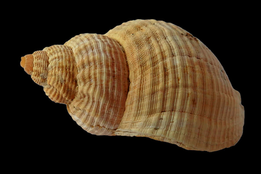 Spiraled Seashell Black Background
