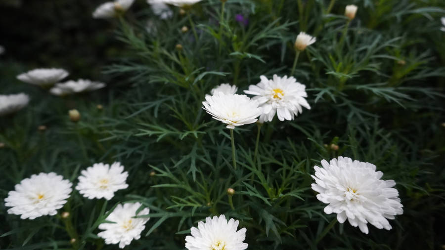 Download Tumblr Flower White Daisies Wallpaper | Wallpaperscom