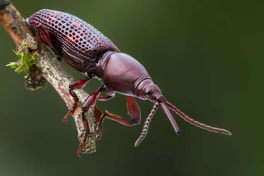 Primo Piano di un Weevil su un Rametto
