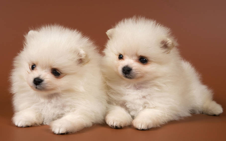 Twin White Pomeranian Puppies Wallpaper