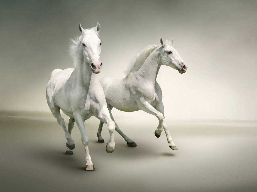 Download Two Majestic White Horses Wallpaper | Wallpapers.com