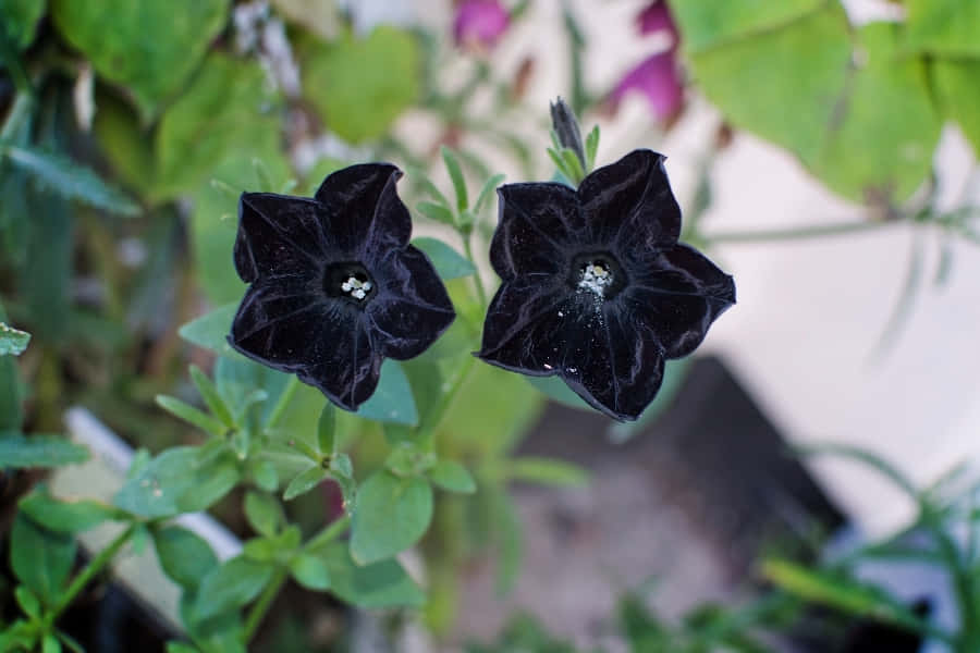EinzigartigeBlumenbilder