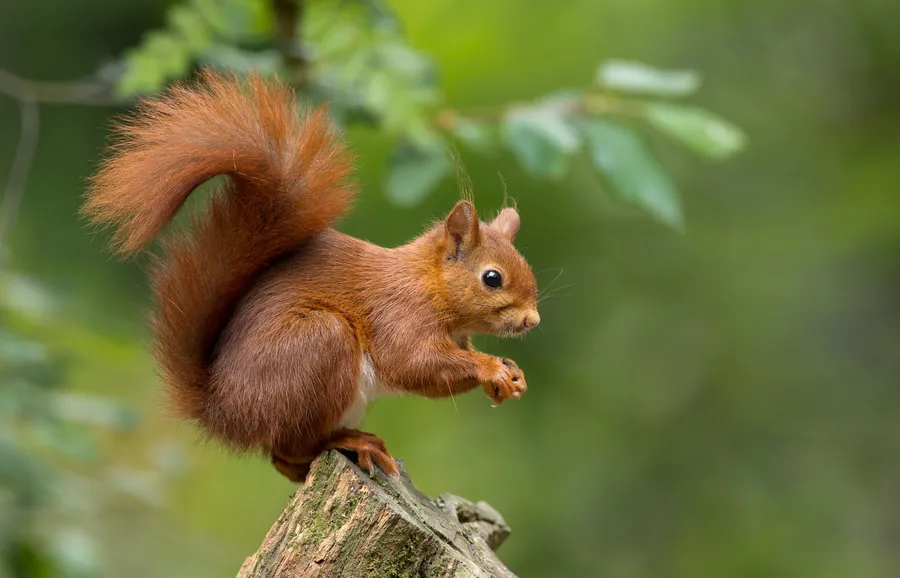 Squirrel background