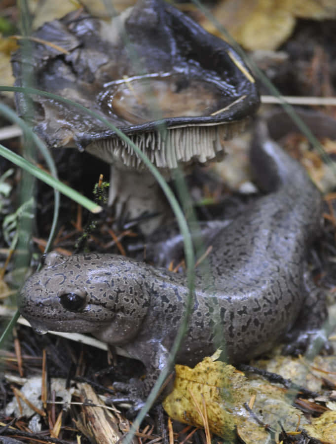 Pacific Giant Salamander i Habitat.jpg