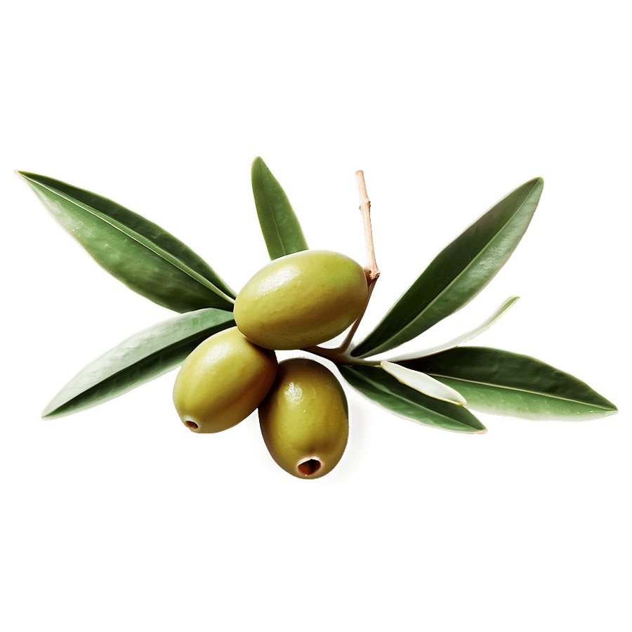 Realistic Olive Branch PNG 05252024